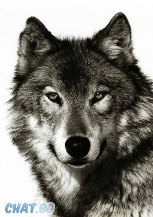 Wolf'